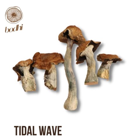 Tidal Wave