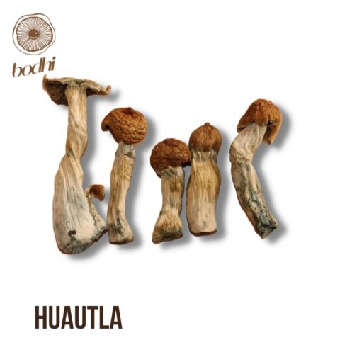 Huautla Mashrooms