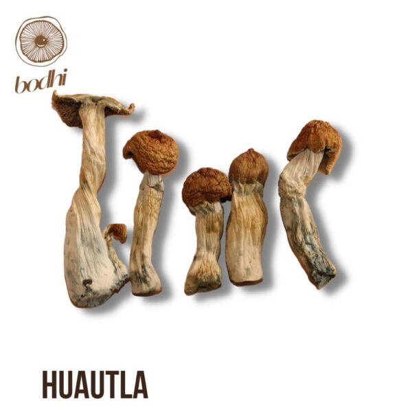 Huautla Mashrooms