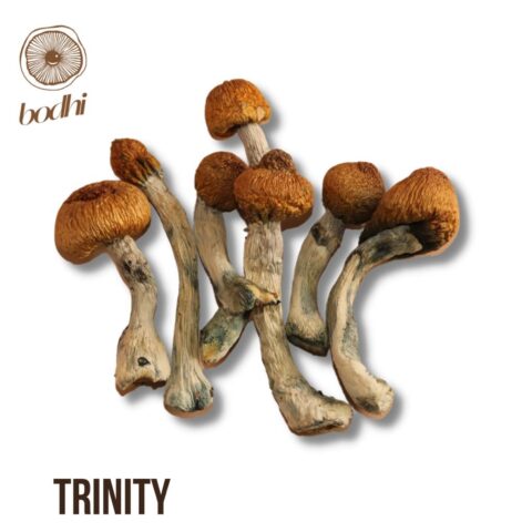 Trinity