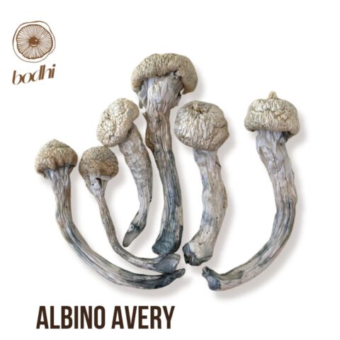 Albino Avery