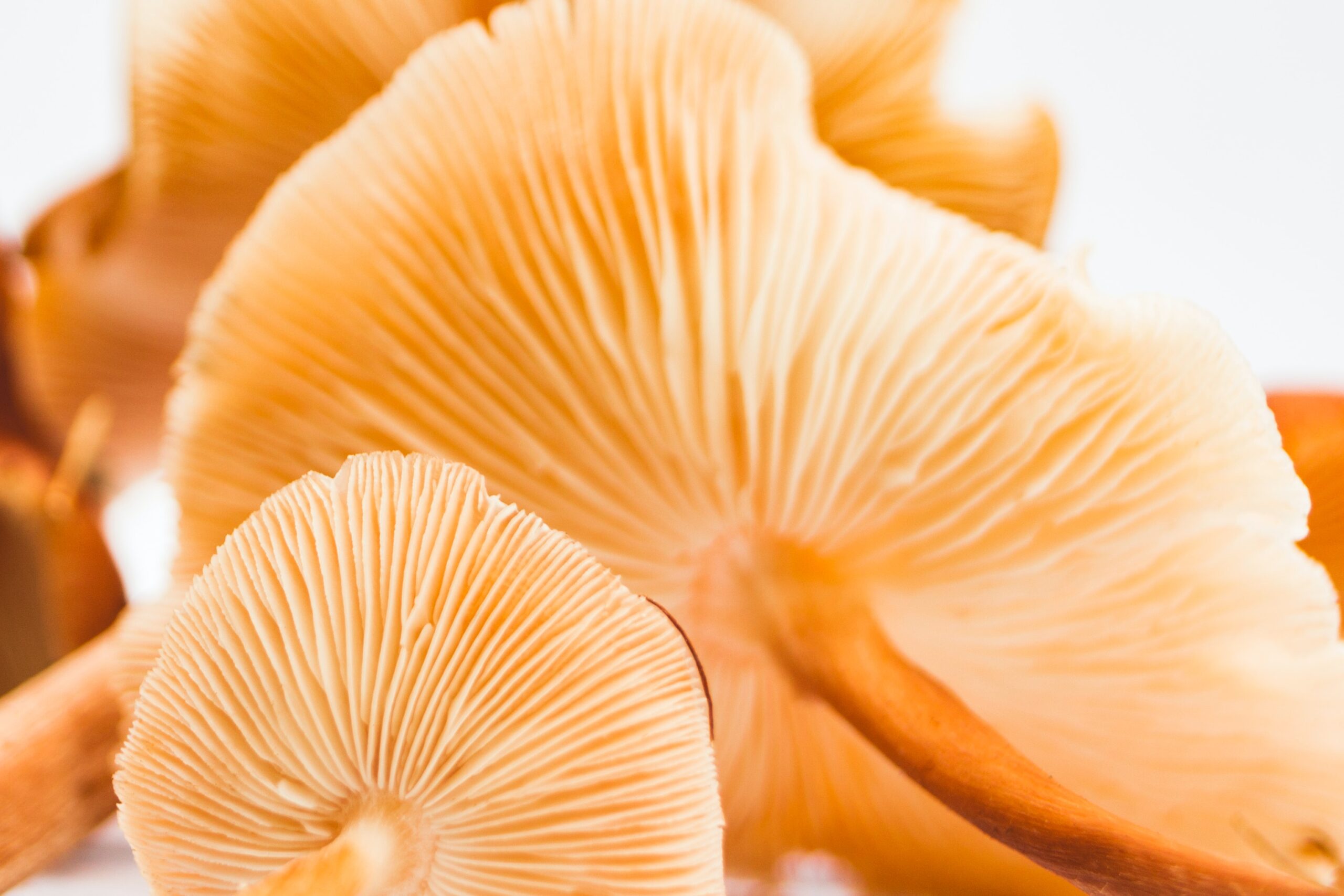 Mushroom's