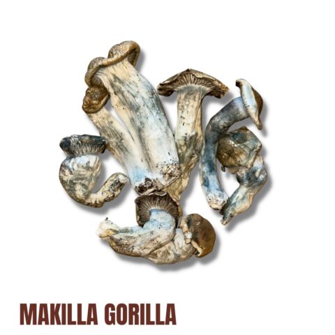 Makkila Gorrilla