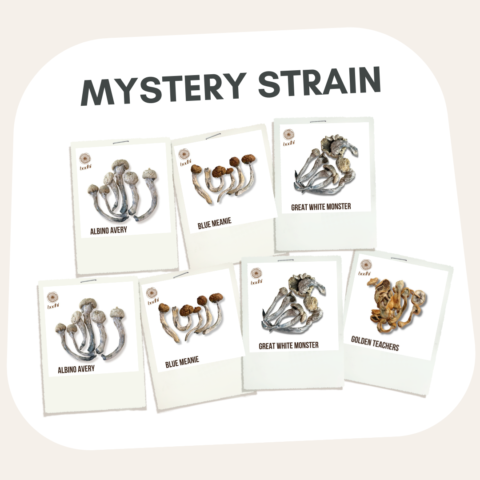 Mystery Strain