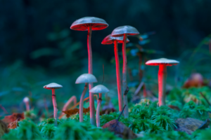 magic mushrooms benefits