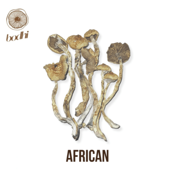 African Transkei Magic Mushroom