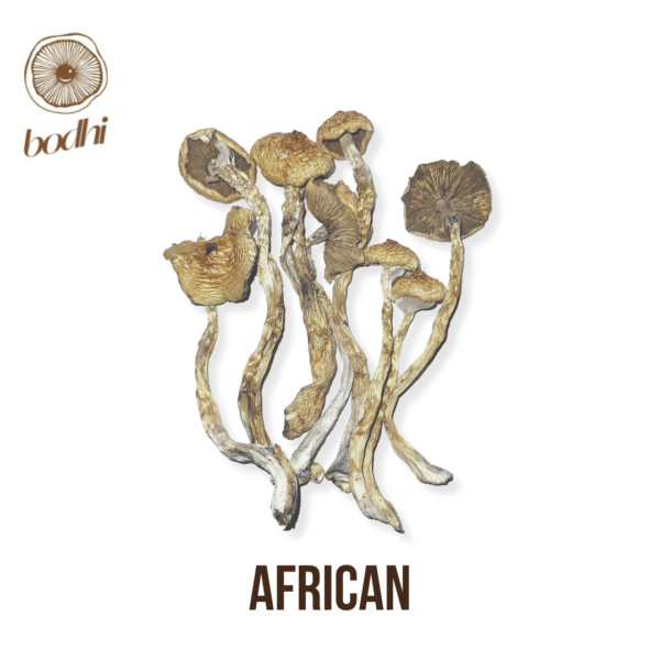 African Transkei Magic Mushroom