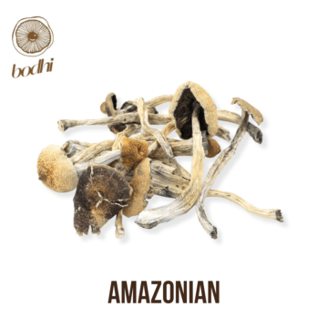 Amazonian Cubensis Magic Mushroom