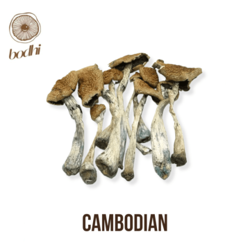 Cambodian Magic Mushroom