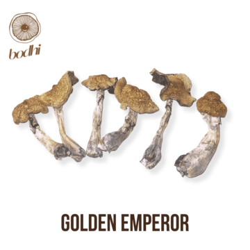 Golden Emperor Magic Mushrooms