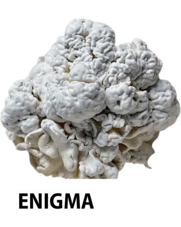 enigma mushroom, enigma psychedelic mushroom