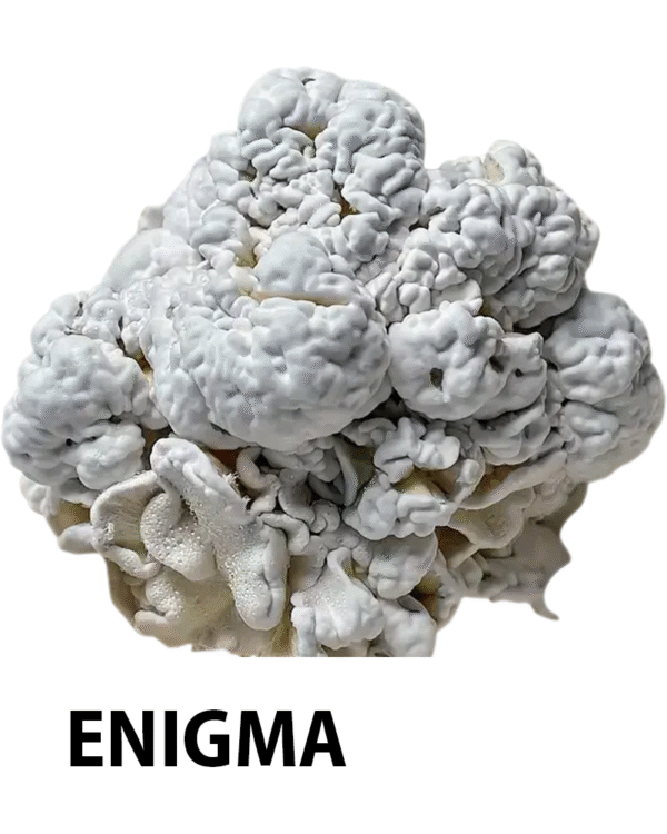 enigma mushroom, enigma psychedelic mushroom